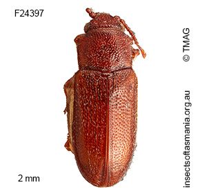 Notocryptus sp TMAG_F24397