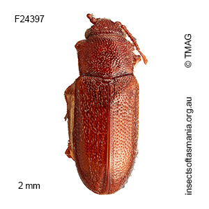 Notocryptus sp TMAG_F24397