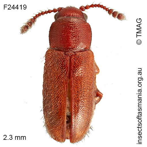 Notocryptus sp TMAG_F24419