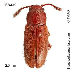 Notocryptus sp TMAG_F24419