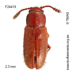 Notocryptus sp TMAG_F24419