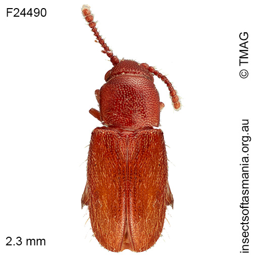 Notocryptus sp TMAG_F24491