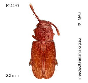 Notocryptus sp TMAG_F24491