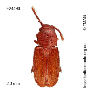 Notocryptus sp TMAG_F24491