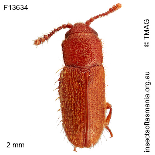 Notocryptus sp TMAG_F24492