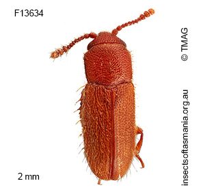 Notocryptus sp TMAG_F24492