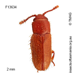 Notocryptus sp TMAG_F24492