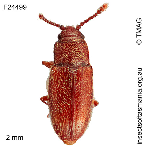 Notocryptus sp TMAG_F24499