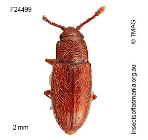 Notocryptus sp TMAG_F24499