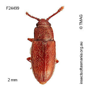 Notocryptus sp TMAG_F24499