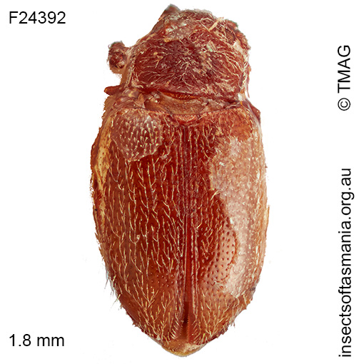 Orthoscelis GIMMEL & LESCHEN n sp 1