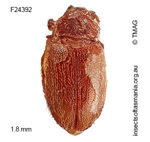 Orthoscelis GIMMEL & LESCHEN n sp 1