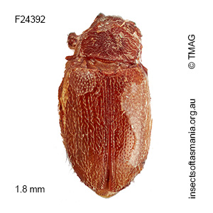 Orthoscelis GIMMEL & LESCHEN n sp 1