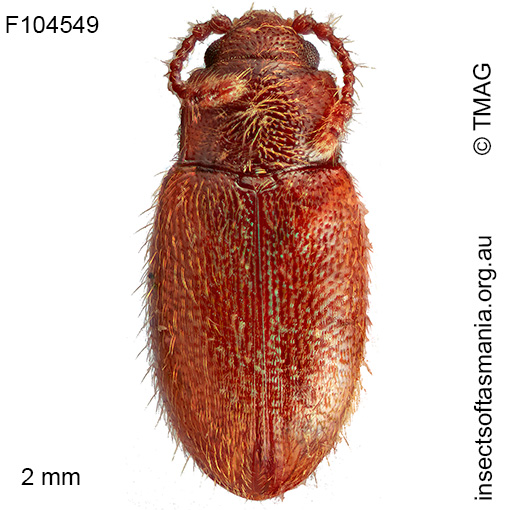 Orthoscelis-GIMMEL-&-LESCHEN-n-sp-2 Orthoscelis GIMMEL & LESCHEN n sp 2