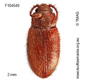 Orthoscelis GIMMEL & LESCHEN n sp 2