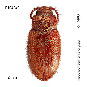 Orthoscelis GIMMEL & LESCHEN n sp 2