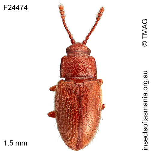 Ostreacryptus-GIMMEL-&-LESCHEN-n-sp-3 Ostreacryptus GIMMEL & LESCHEN n sp 3