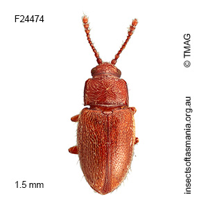 Ostreacryptus GIMMEL & LESCHEN n sp 3