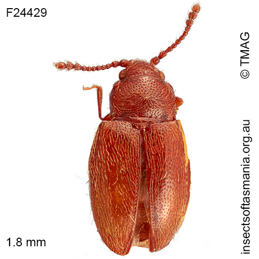 Ostreacryptus sp TMAG_F24429
