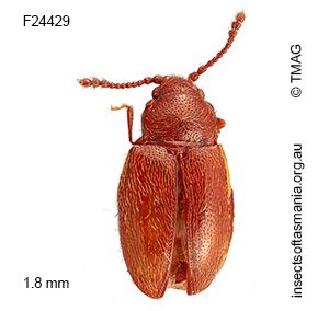 Ostreacryptus sp TMAG_F24429