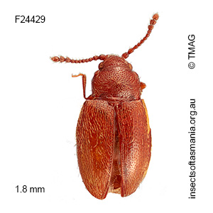 Ostreacryptus sp TMAG_F24429