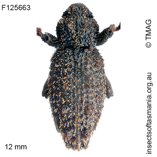 Poropterus sp TMAG_F125663