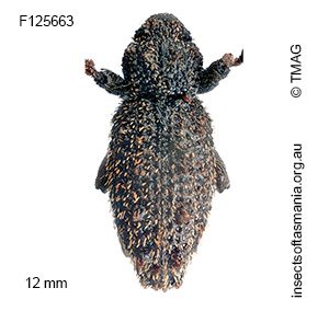 Poropterus sp TMAG_F125663