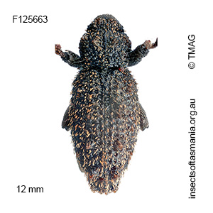 Poropterus sp TMAG_F125663