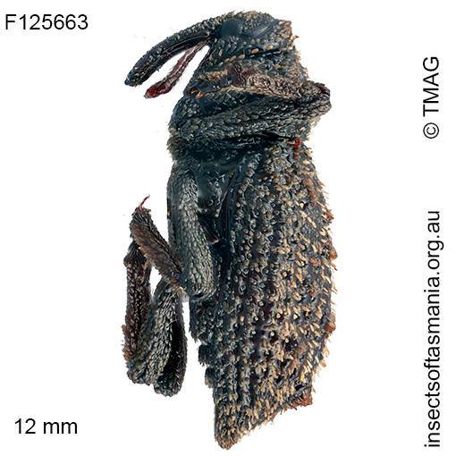 Poropterus sp TMAG_F125663