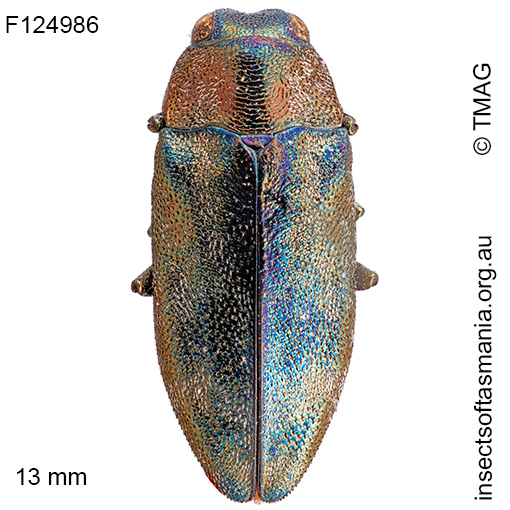 Pseudanilara cupripes