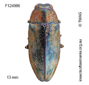 Pseudanilara cupripes