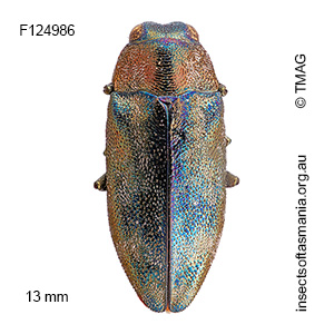 Pseudanilara cupripes