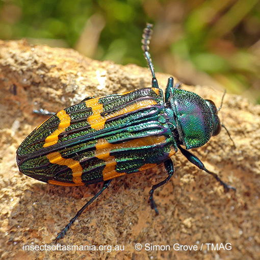Castiarina mcquillani