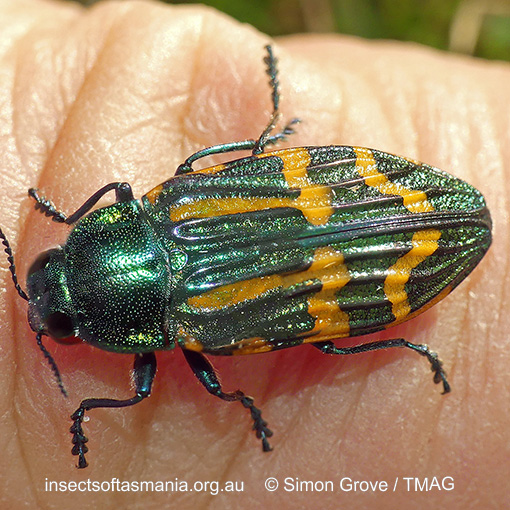 Castiarina mcquillani