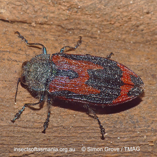 Castiarina rudis