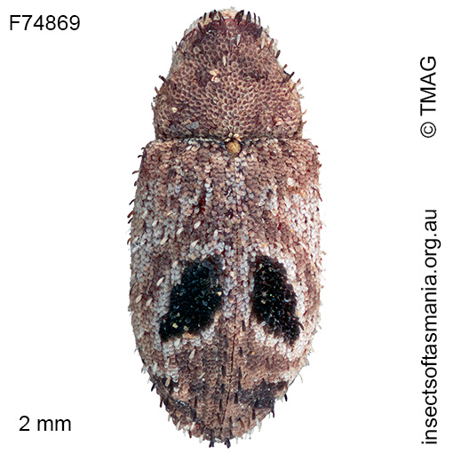 Cryptorhynchini unplaced sp TMAG_F74869