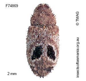 Cryptorhynchini unplaced sp TMAG_F74869