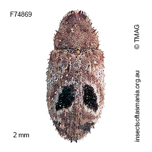 Molytinae gen nov BELL sp