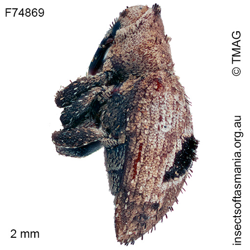 Cryptorhynchini unplaced sp TMAG_F74869
