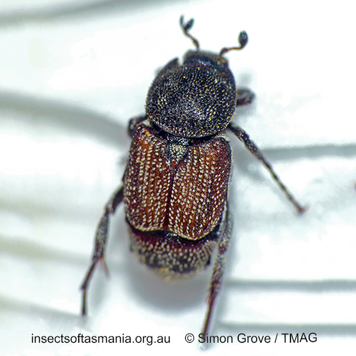 Microvalgus bursariae