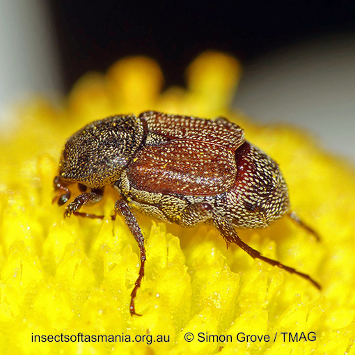 Microvalgus bursariae