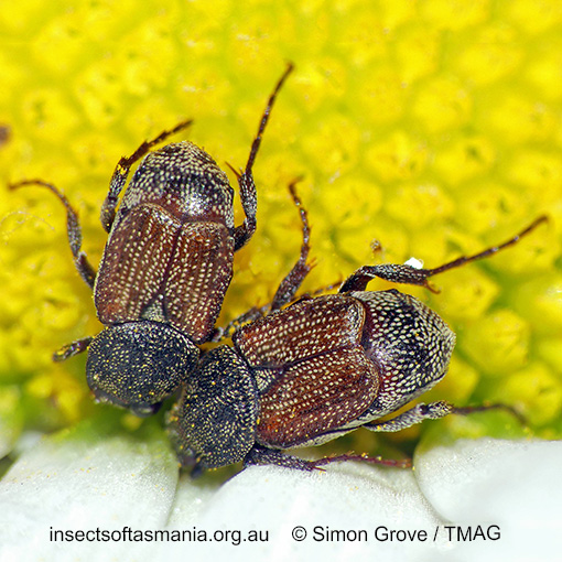 Microvalgus bursariae