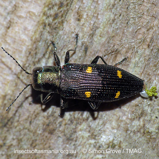 Nascioides quadrinotatus