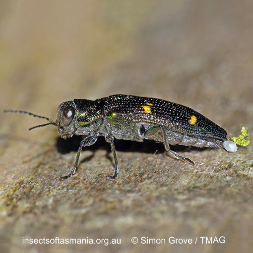 Nascioides quadrinotatus