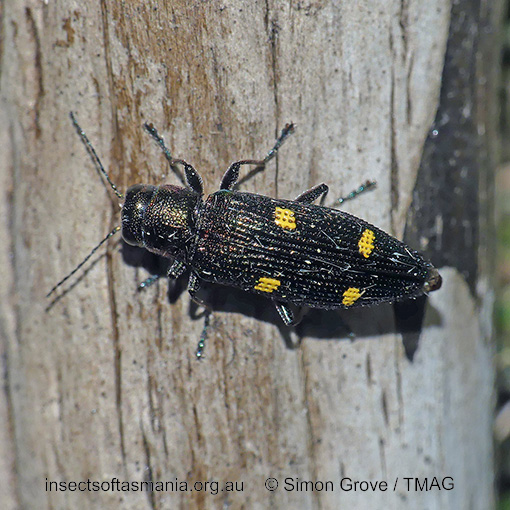 Nascioides quadrinotatus