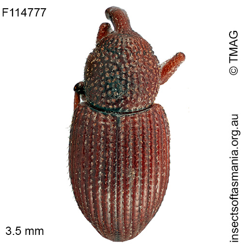 Psaldus liosomoides