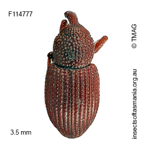 Psaldus liosomoides