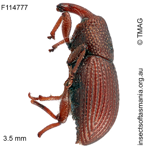 Psaldus liosomoides