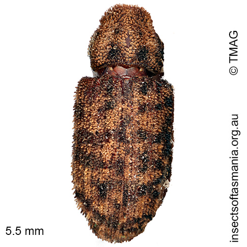 Achopera-alternata Achopera alternata