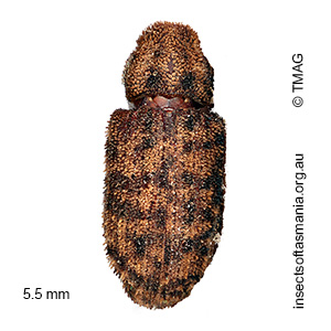 Achopera alternata